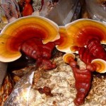reishi rouge, reishi rouge bio, bienfaits reishi rouge