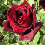 L’eau de rose, l’hydrolat aux multiples vertus