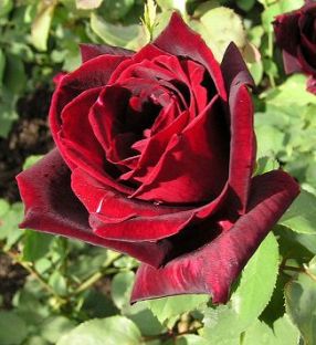 L’eau de rose, l’hydrolat aux multiples vertus